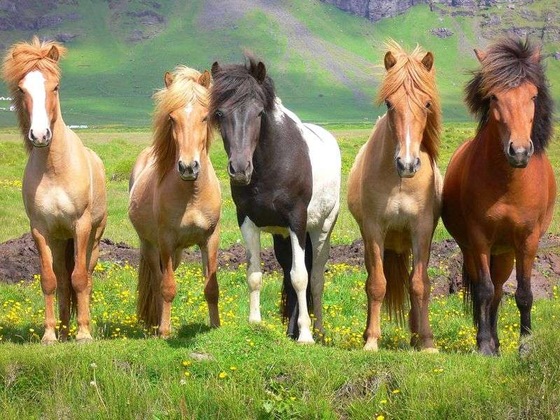 Dzikie konie na Islandii puzzle online