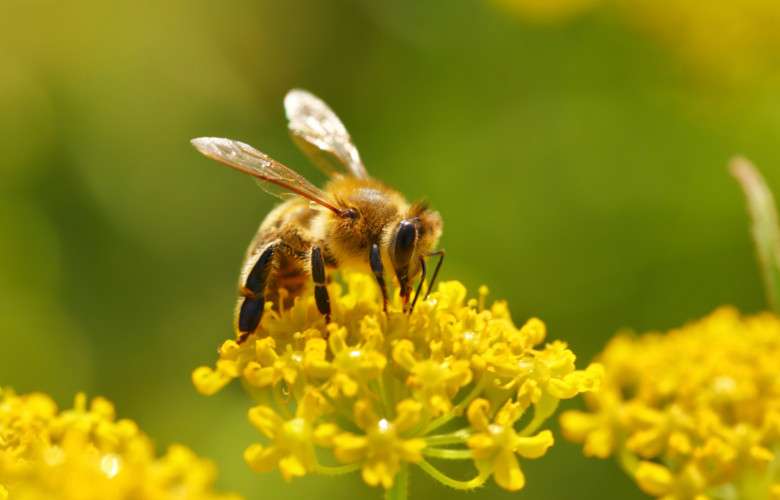 pszczoła na kwiatku puzzle online