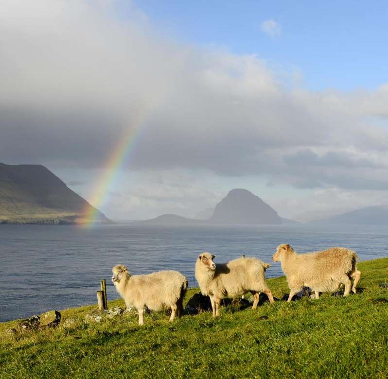 Owce na Wyspach Owczych z tęczą puzzle online