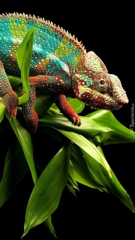 kolorowy kameleon puzzle online