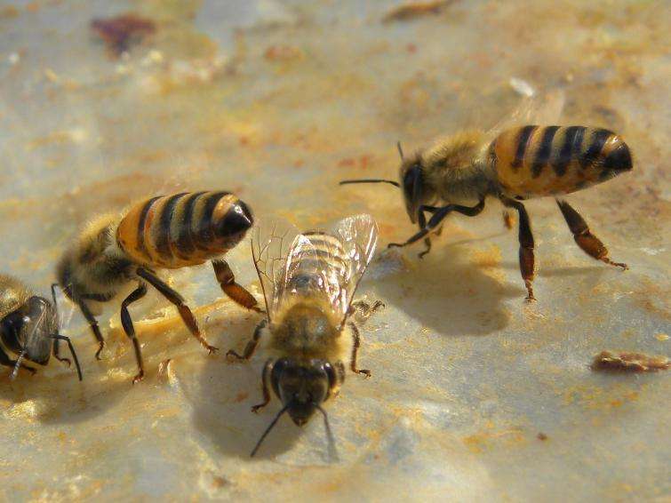 pszczoły miodne puzzle online