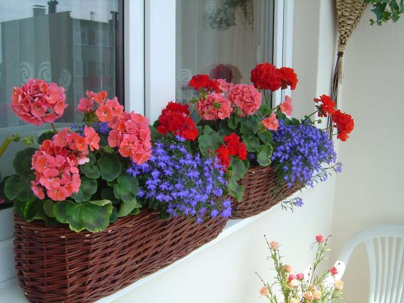 kwiaty na balkonie puzzle online