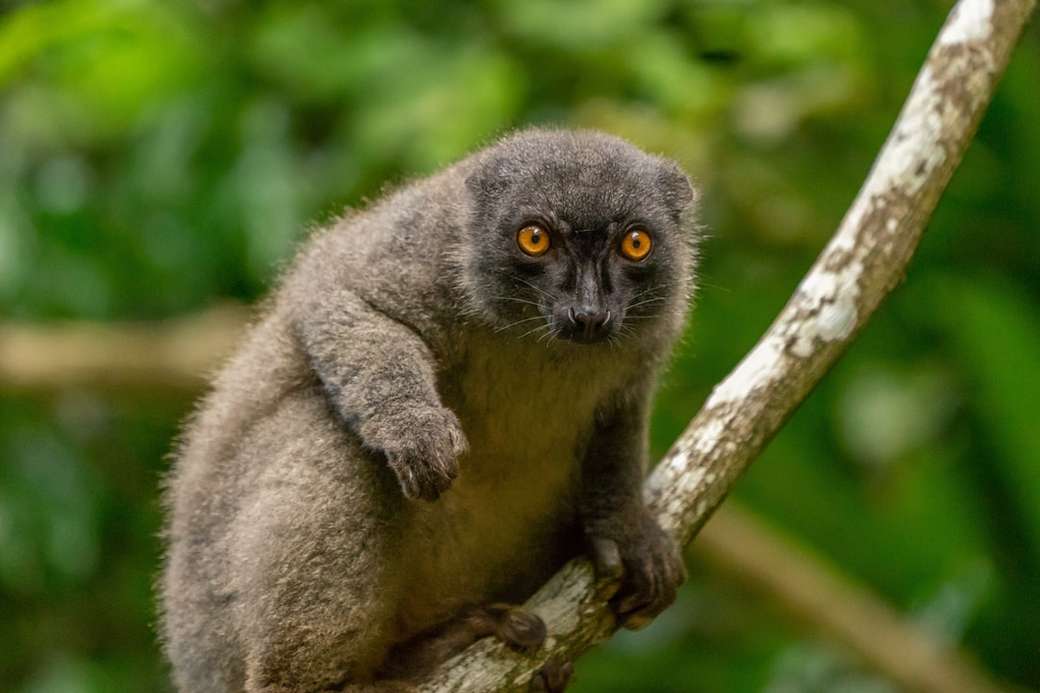 lemur, Madagaskar puzzle online