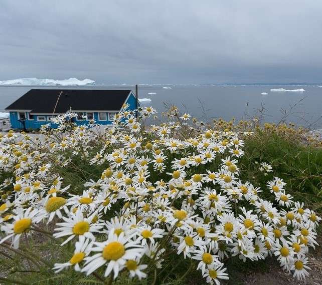 Niebieski dom z kwiatami nad morzem na Grenlandii puzzle online