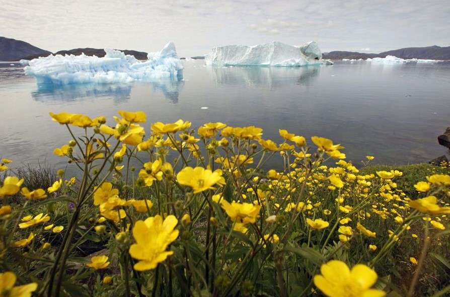 Formacje lodowe przed Grenlandią i kwitnące kwiaty puzzle online