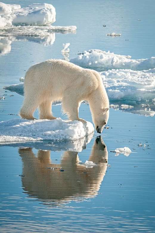 Niedźwiedzie polarne na Grenlandii puzzle online