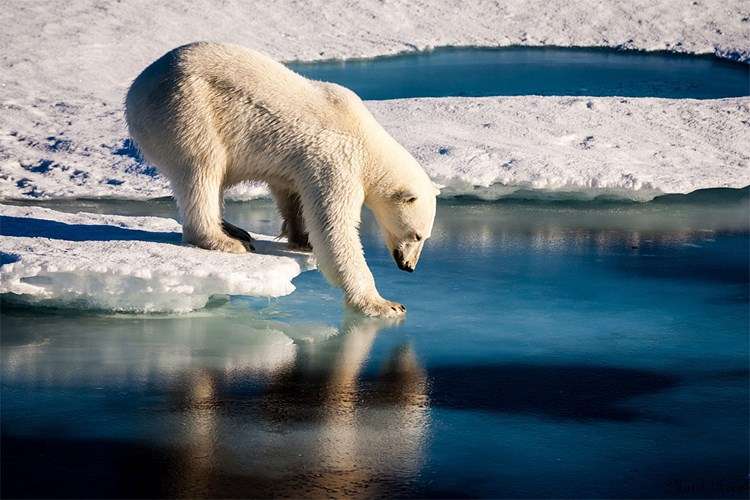 Niedźwiedzie polarne na Grenlandii puzzle online