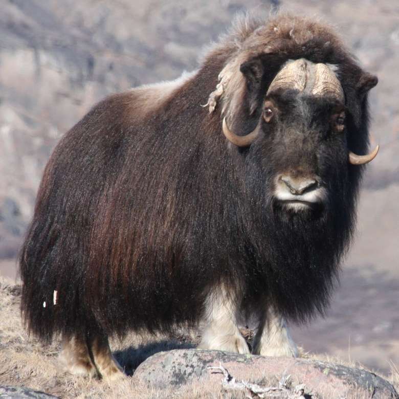 Musk ox on Greenland - Puzzle Factory