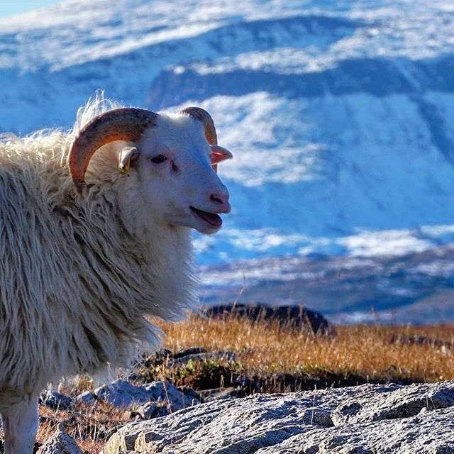 Owce na Grenlandii puzzle online