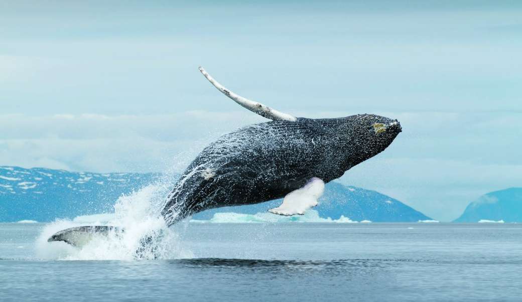 Wieloryby u wybrzeży Grenlandii puzzle online