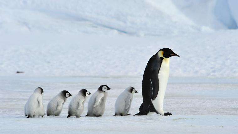 Rodzina pingwinów na Grenlandii puzzle online