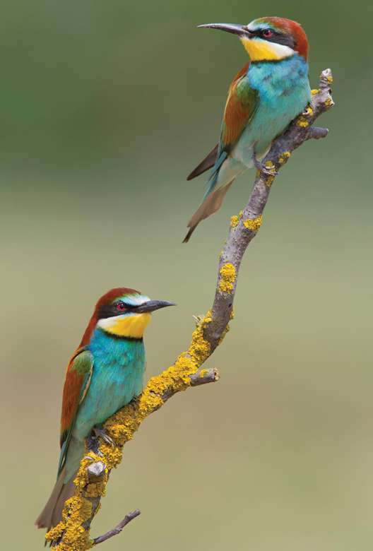 kolorowe ptaki - żołny puzzle online