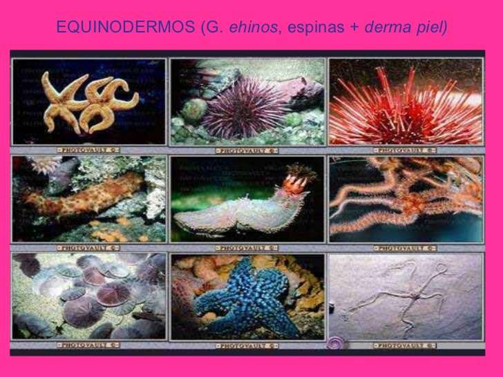 Echinoderms puzzle online