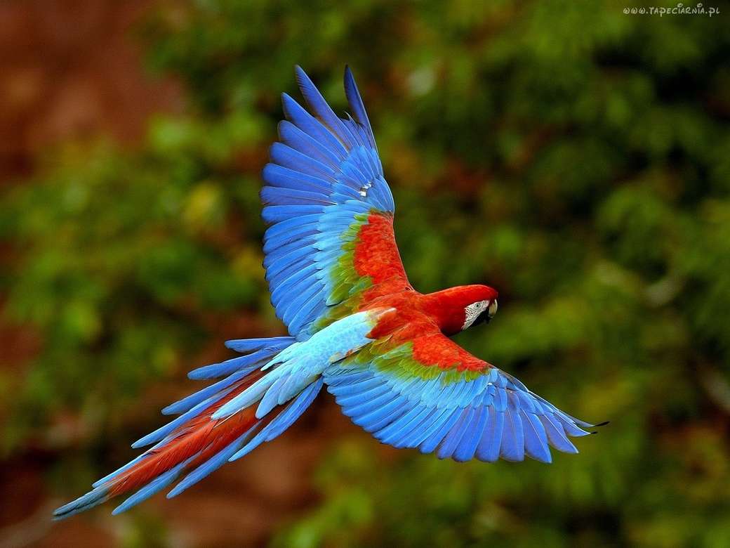 lecąca papuga- niebieska puzzle online