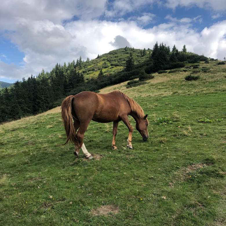 Koń w górach puzzle online