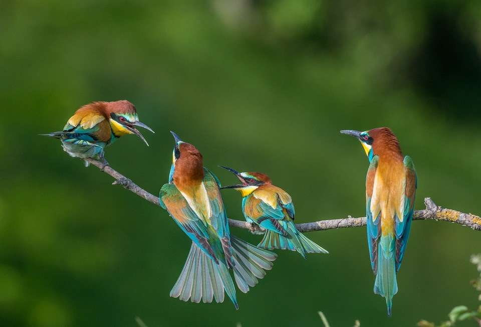 kolorowe ptaszki - żołny puzzle online