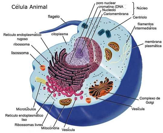 Органели от животински клетки пъзел