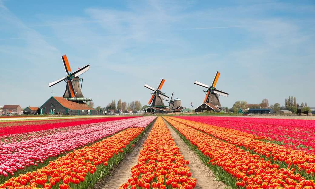 Wiatraki i tulipany w Holandii puzzle online