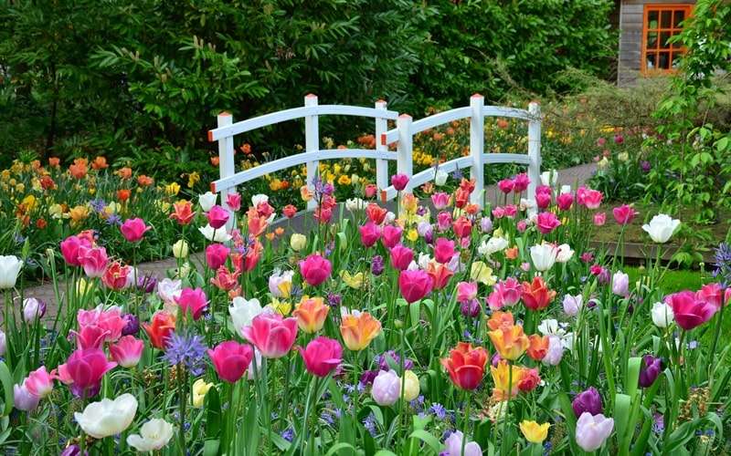 Ogród tulipanów w Amsterdamie puzzle online