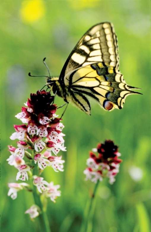 kolorowy motylek na kwiatku puzzle online