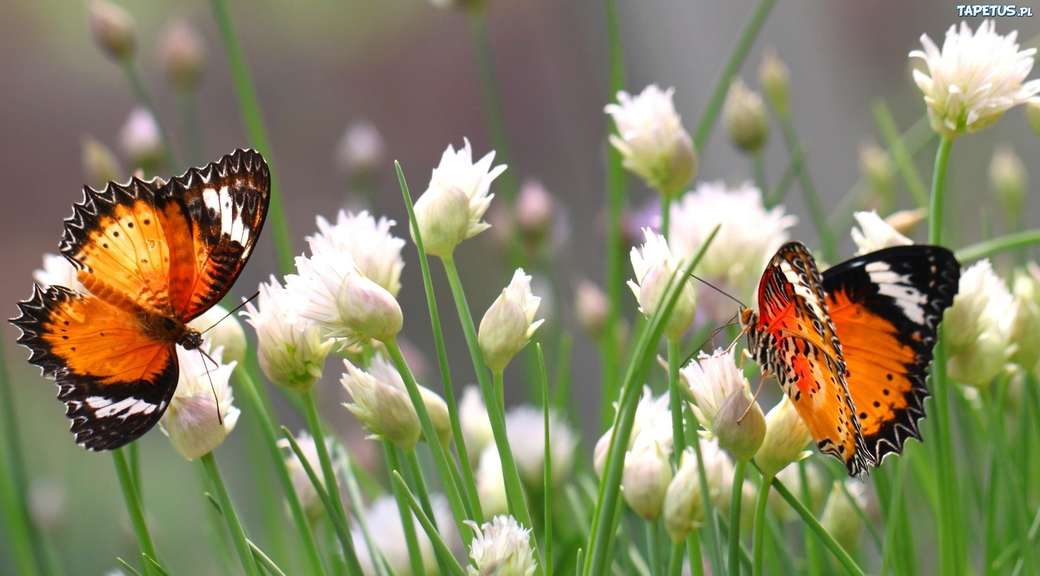 motyle na białych kwiatach puzzle online