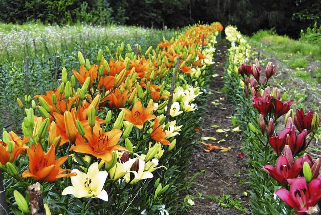 ogród pełen lilii puzzle online
