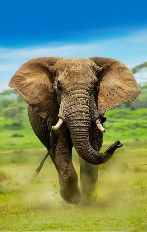 duży biegnący słoń puzzle online