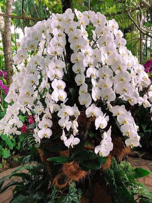 Biała orchidea puzzle online
