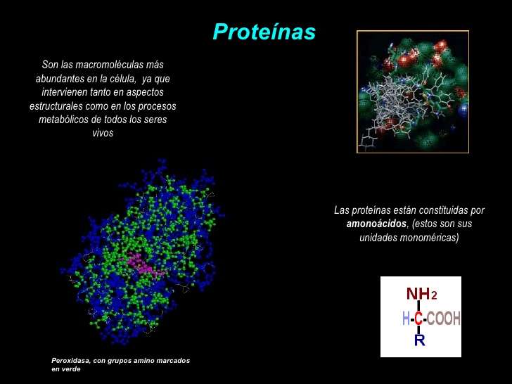 Makromolekül: Proteine Puzzle