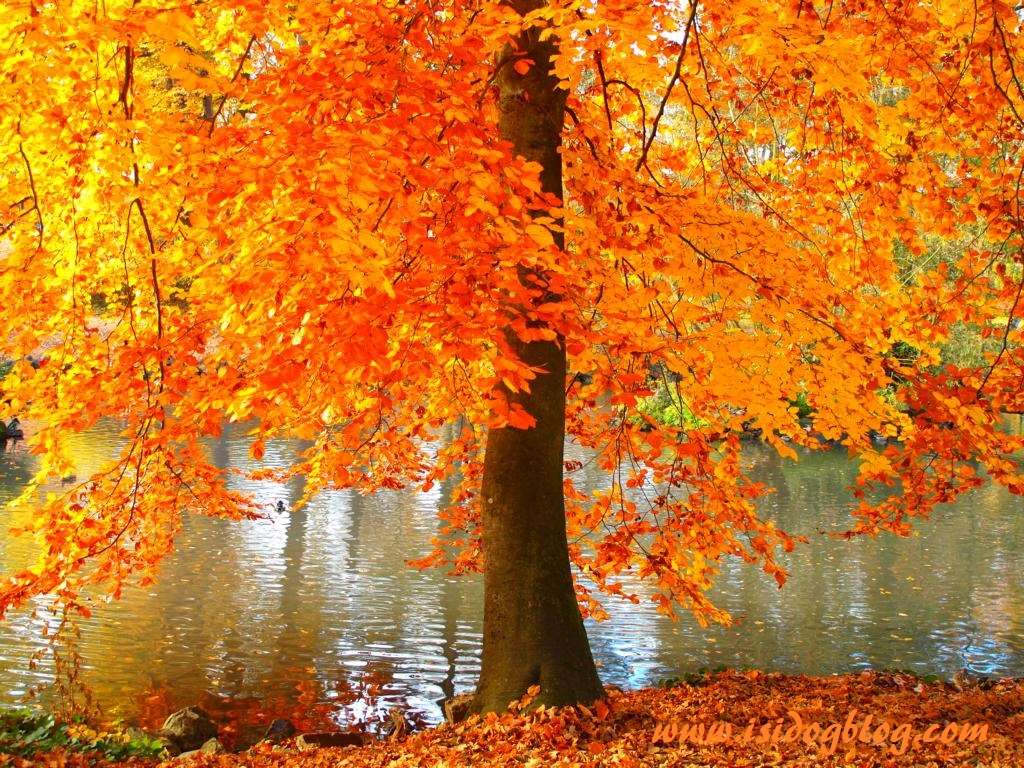 Kolorowa jesień nad stawem puzzle online