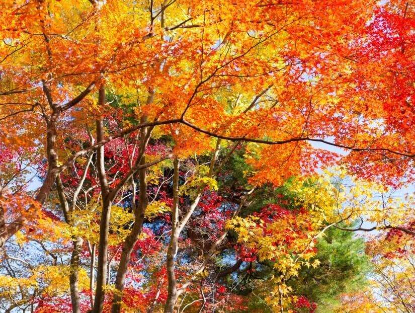 Kolorowe liście jesienią puzzle online