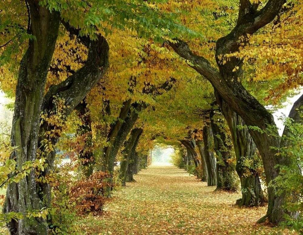 Początek jesieni w alei drzew puzzle online