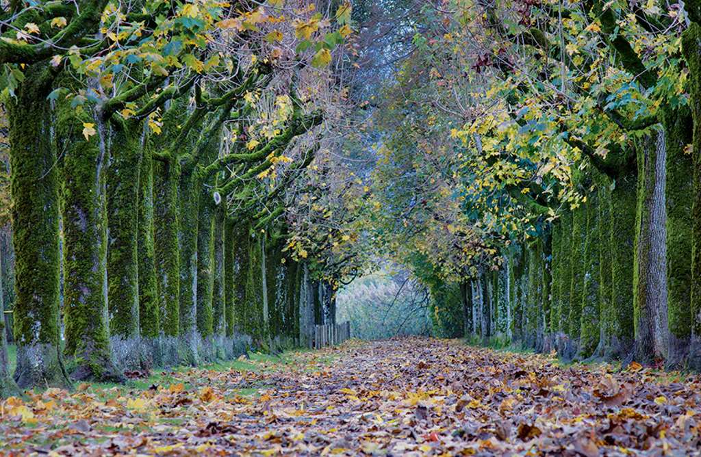Aleja drzew w jesiennym stroju puzzle online