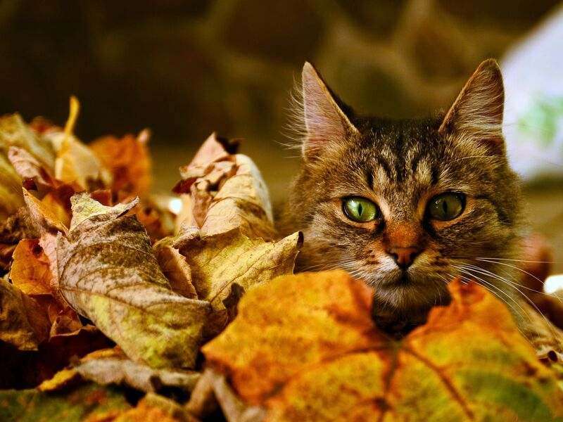Kryjówka kota w jesiennych liściach puzzle online