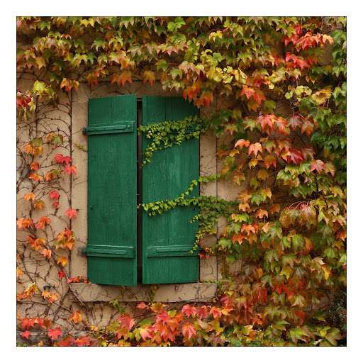 Liście winorośli na domu w kolorach jesieni puzzle online