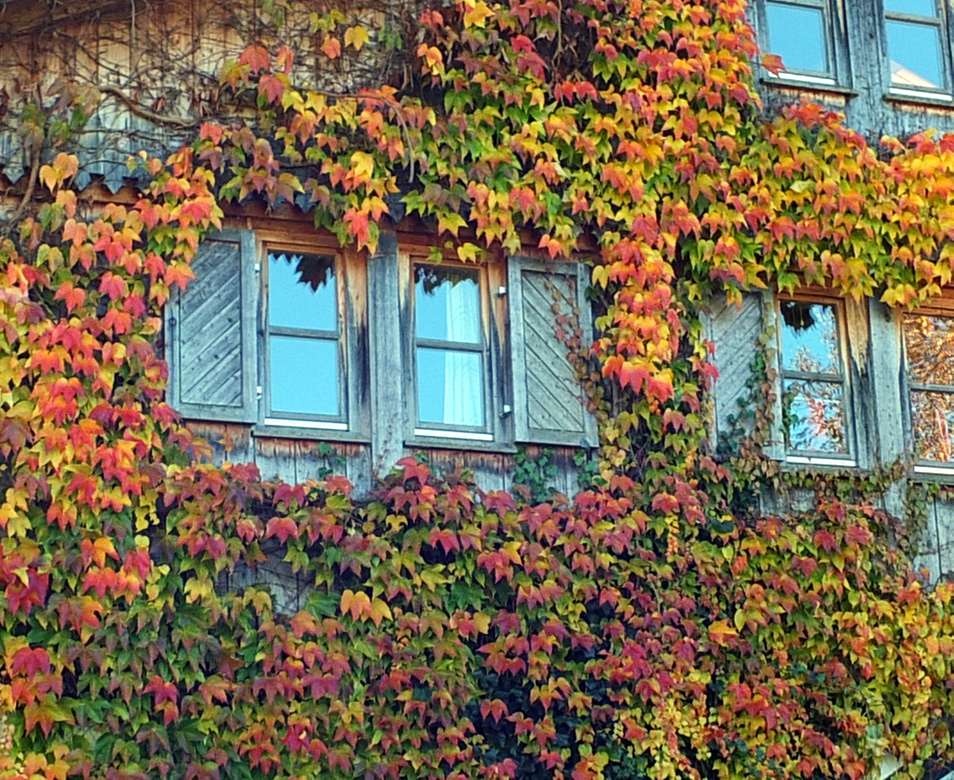Liście winorośli na domu w kolorach jesieni puzzle online