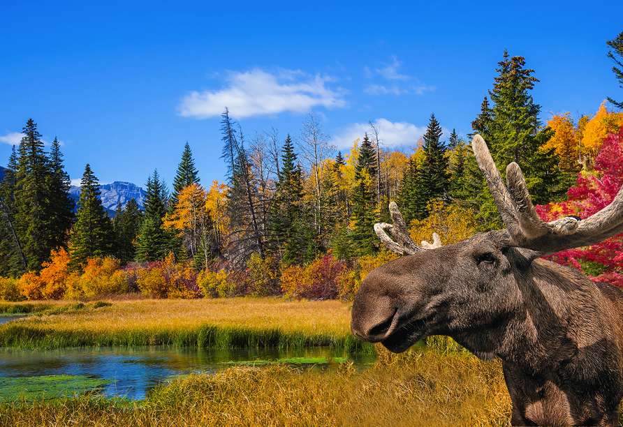 Jesienny krajobraz w Kanadzie z łosiem puzzle online