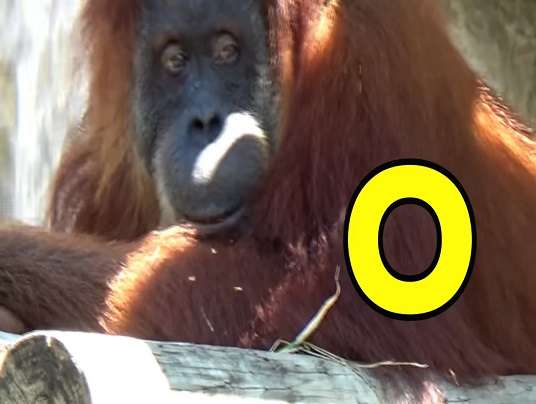 o jak orangutan puzzle online