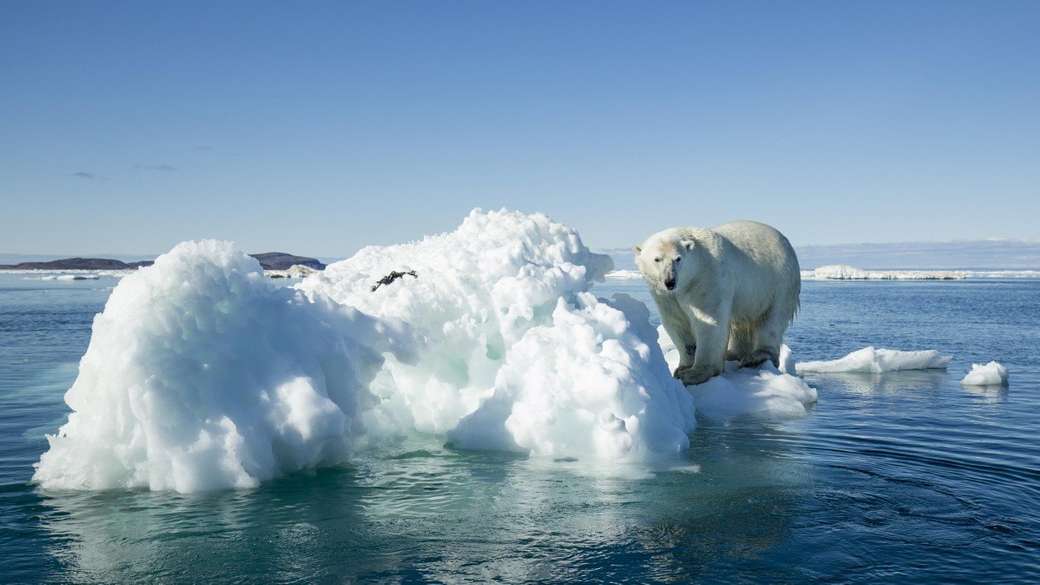 niedźwiedź polarny na arktyce puzzle online