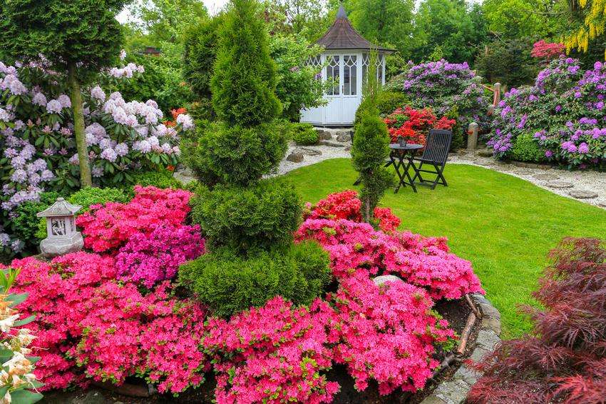 różaneczniki w ogrodzie puzzle online