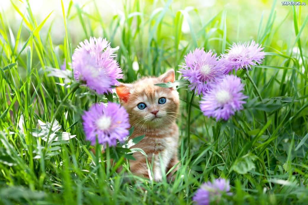 kotek wśród kwiatków puzzle online