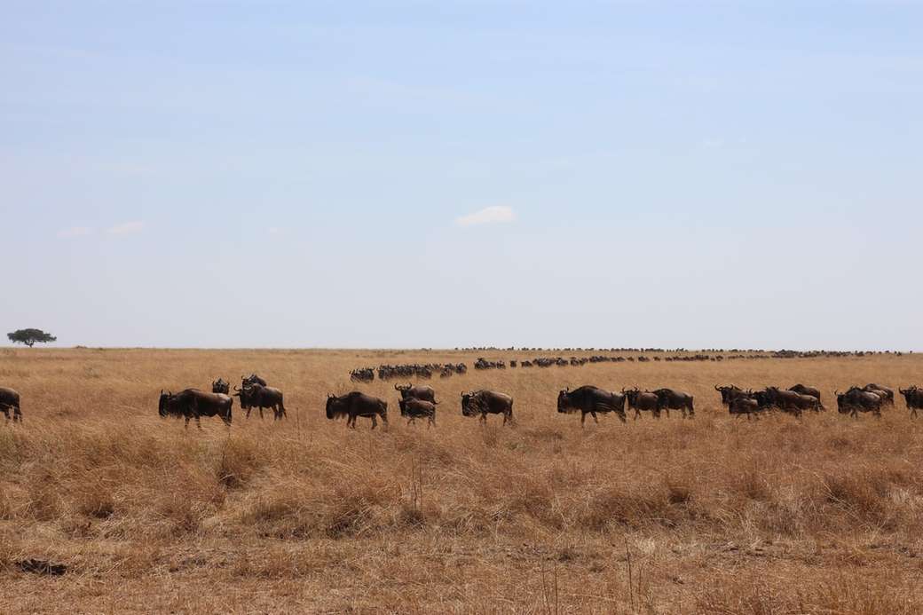 Rezerwat Narodowy Masai Mara puzzle online