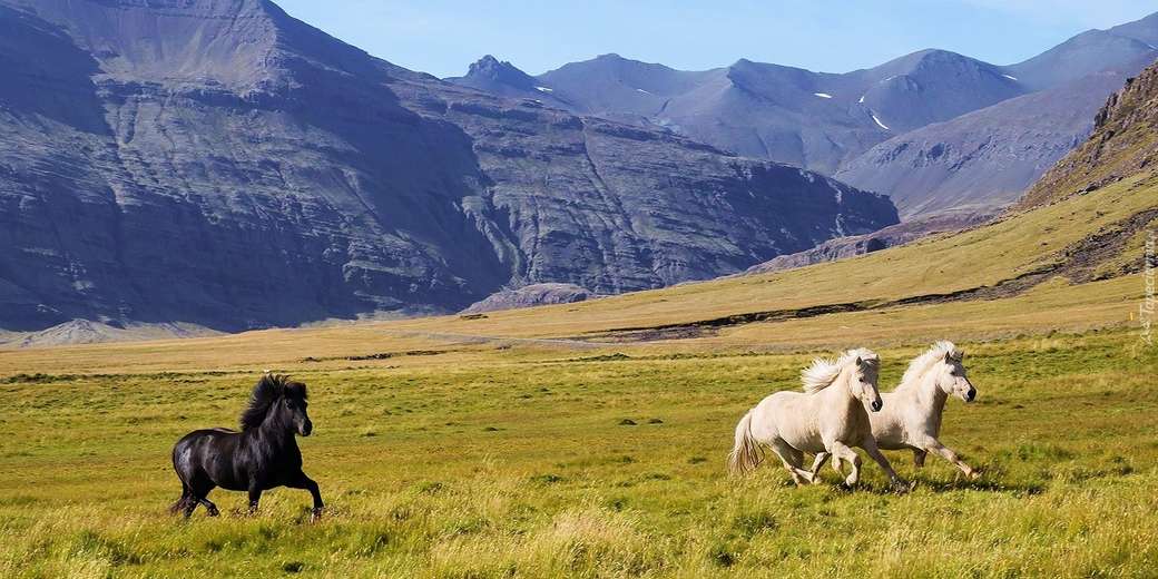 galopujące konie w górach puzzle online