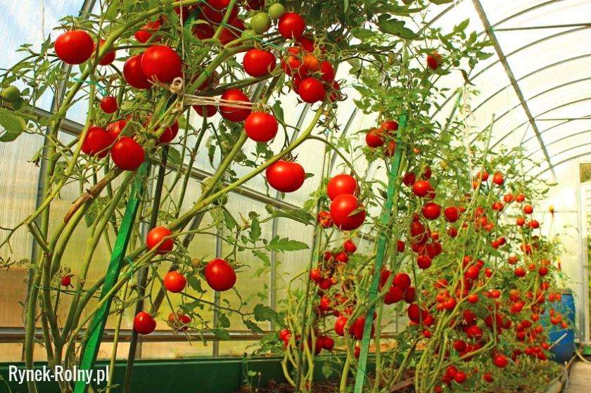 pomidory w szklarni puzzle online