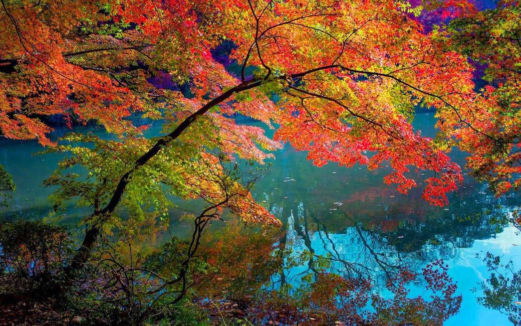 Kolorowe liście odbijają się w wodzie puzzle online