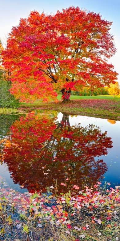 Drzewo w jesiennym stroju odbija się w wodzie puzzle online