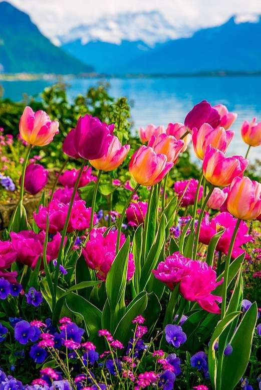 Kwiaty nad Jeziorem Genewskim puzzle online