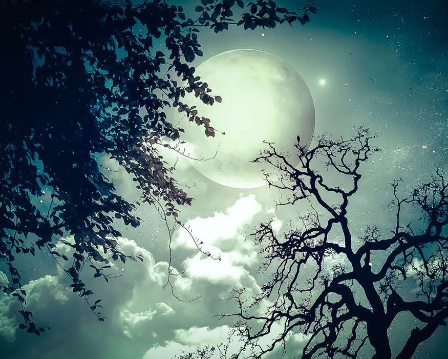 Luna llena entre los árboles rompecabezas
