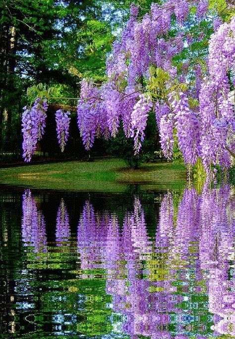 Parkowy krajobraz z fioletowymi kwiatami puzzle online