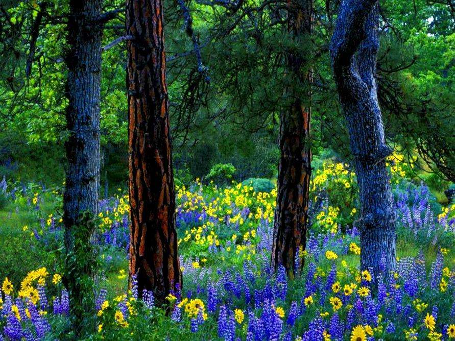 Kwiaty na leśnych polanach puzzle online